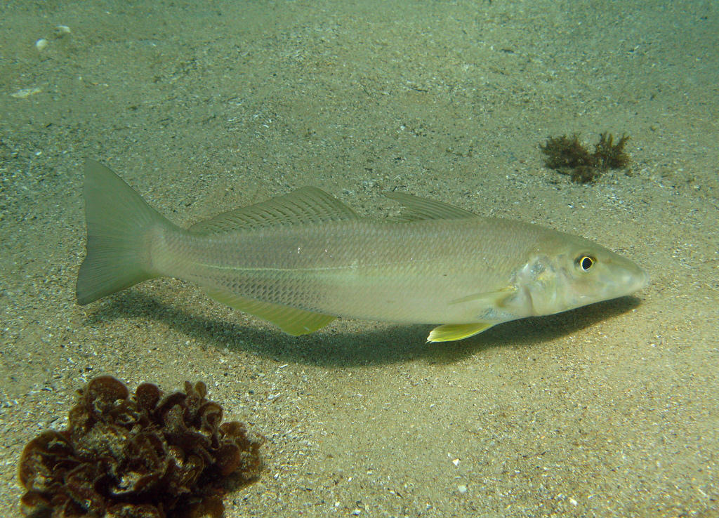 Sillago ciliata